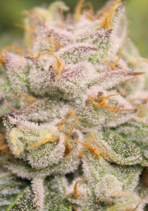 AK 47 XL fem Divine Seeds. Week 9