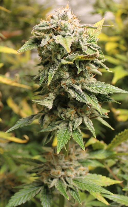 AK 47 XL fem Divine Seeds. Week 9