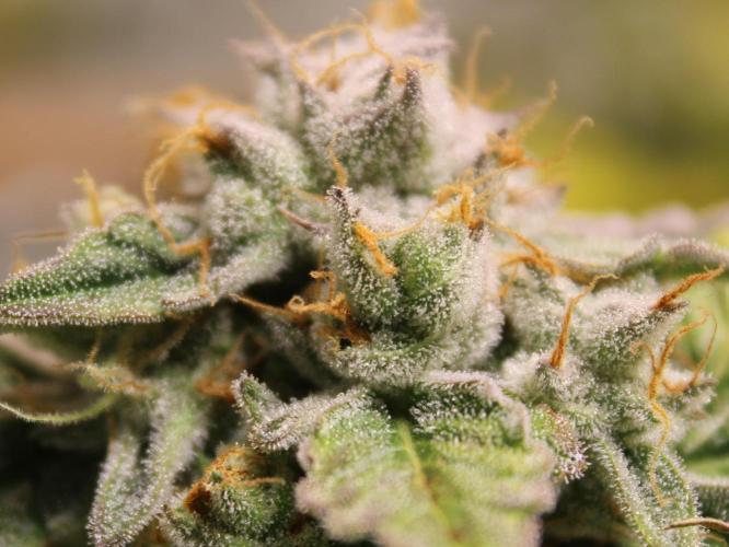 AK 47 XL fem Divine Seeds. Week 9