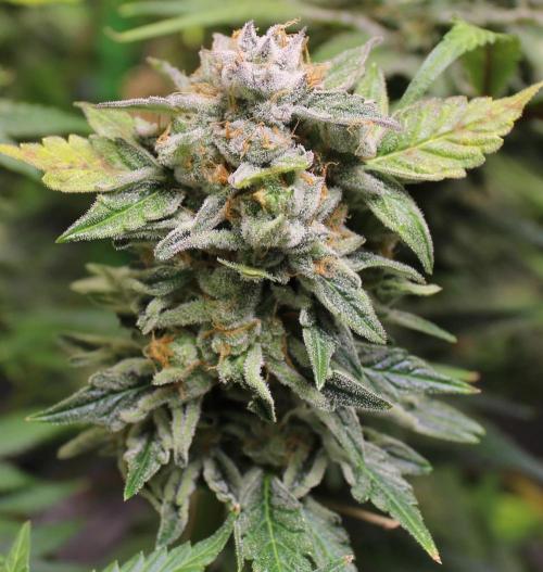 AK 47 XL fem Divine Seeds. Week 9