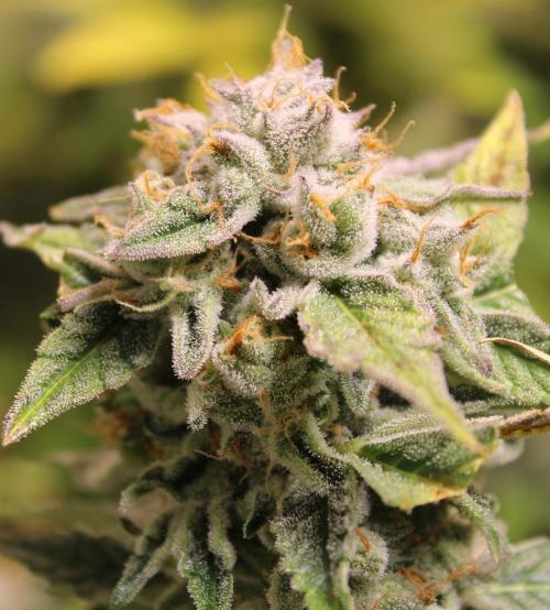 AK 47 XL fem Divine Seeds. Week 9