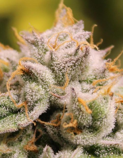 AK 47 XL fem Divine Seeds. Week 9