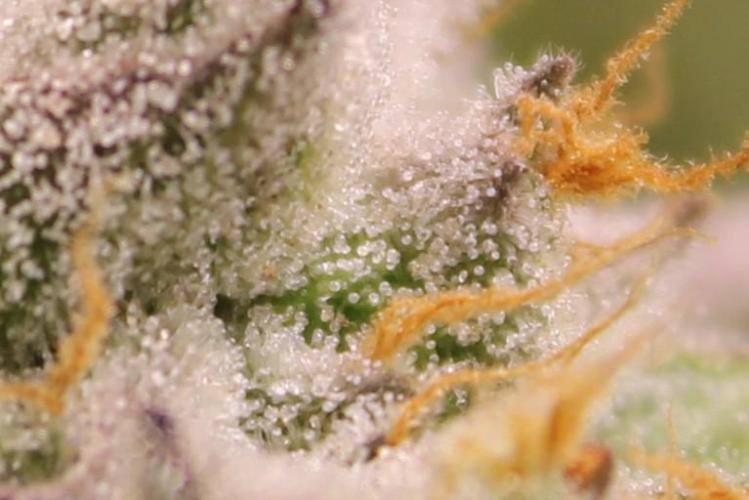 AK 47 XL fem Divine Seeds. Week 9