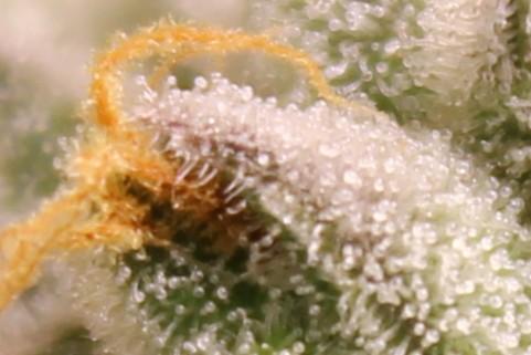 AK 47 XL fem Divine Seeds. Week 9