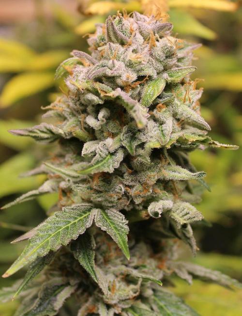 AK 47 XL fem Divine Seeds. Week 9