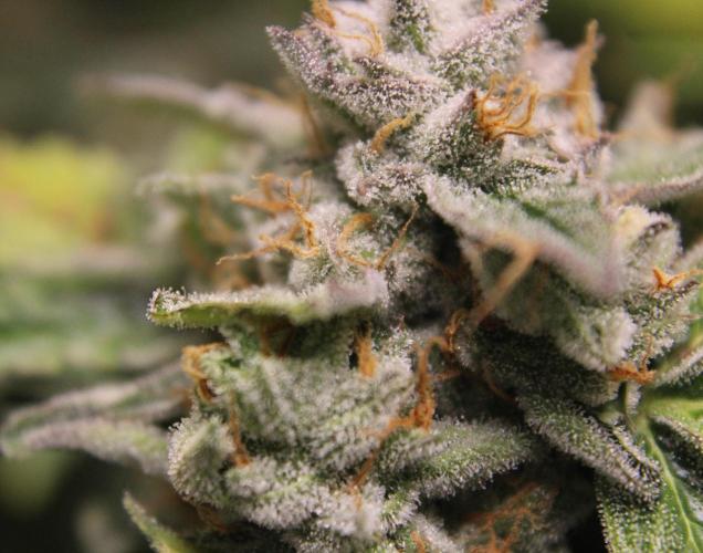 AK 47 XL fem Divine Seeds. Week 9