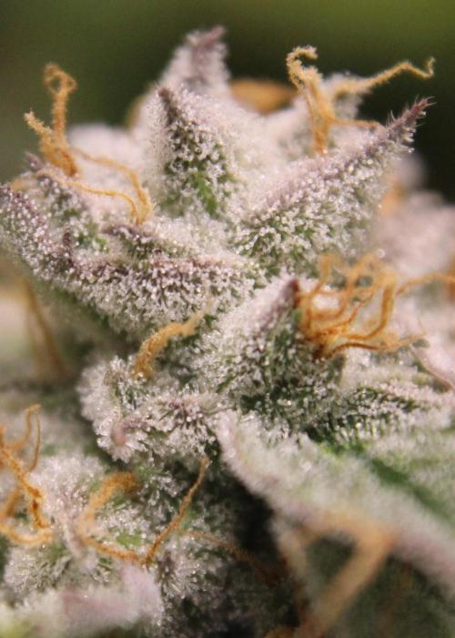 AK 47 XL fem Divine Seeds. Week 9