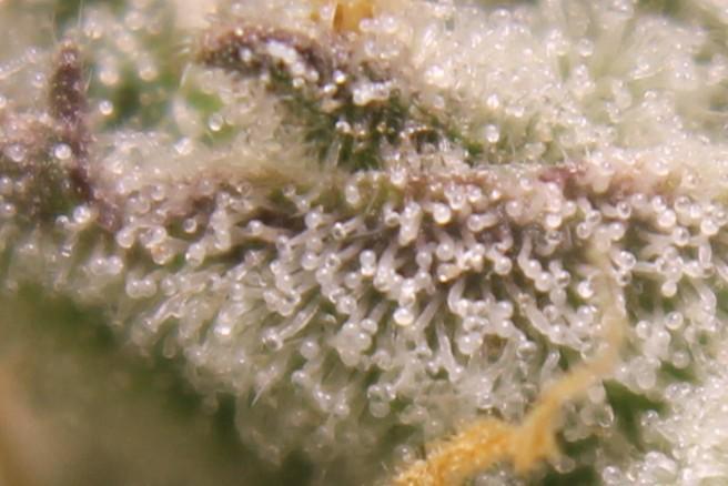 AK 47 XL fem Divine Seeds. Week 9