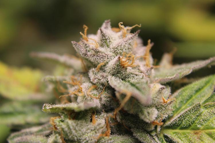 AK 47 XL fem Divine Seeds. Week 9