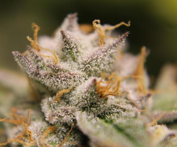 AK 47 XL fem Divine Seeds. Week 9