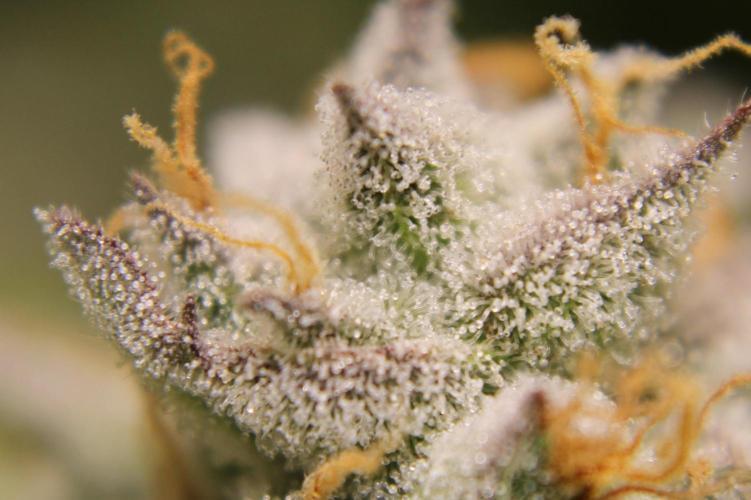 AK 47 XL fem Divine Seeds. Week 9