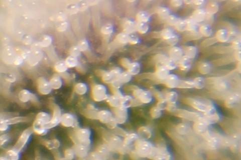 AK 47 XL fem Divine Seeds. Week 9