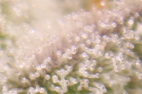 AK 47 XL fem Divine Seeds. Week 9