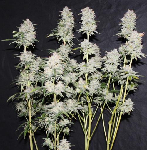 AK 47 XL fem Divine Seeds. Week 10