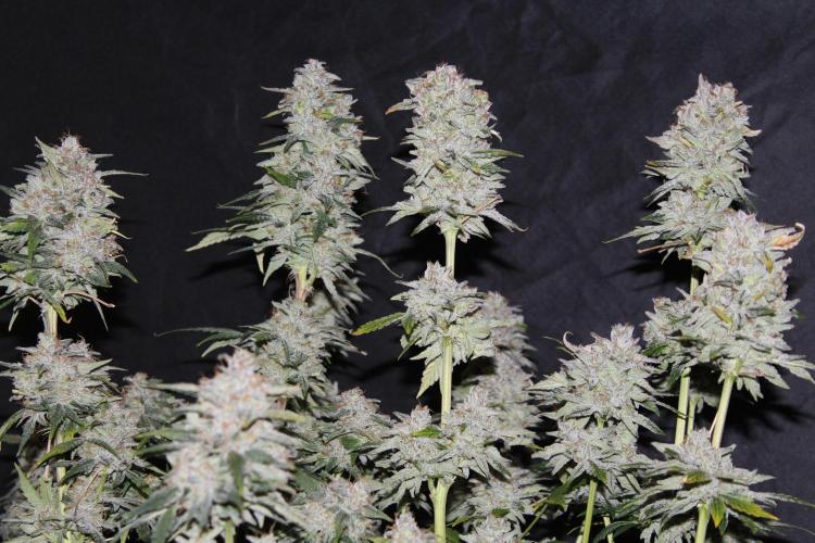 AK 47 XL fem Divine Seeds. Week 10