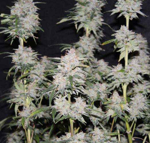 AK 47 XL fem Divine Seeds. Week 10