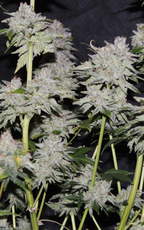 AK 47 XL fem Divine Seeds. Week 10