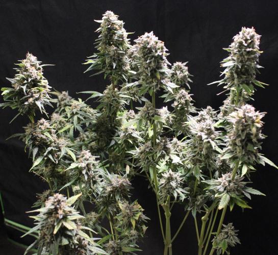 AK 47 XL fem Divine Seeds. Week 10