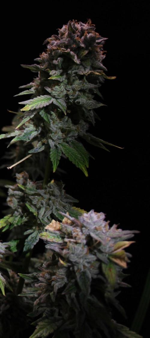 AK 47 XL fem Divine Seeds. Week 10