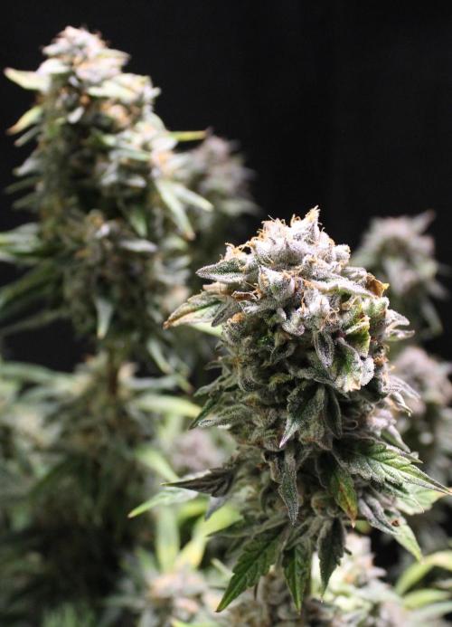 AK 47 XL fem Divine Seeds. Week 10