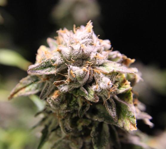 AK 47 XL fem Divine Seeds. Week 10