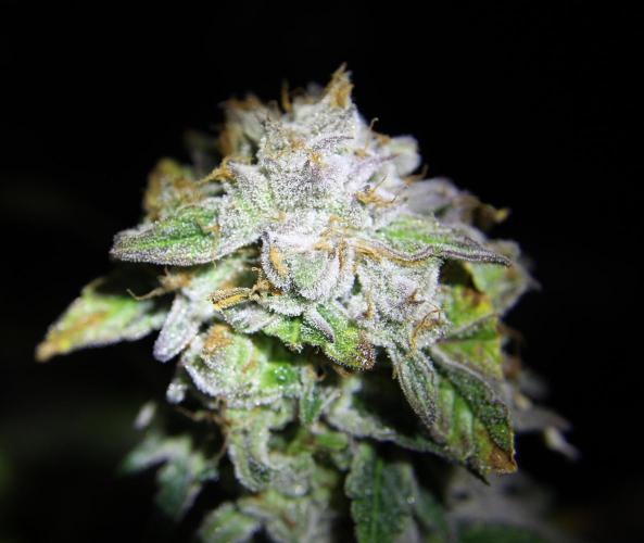 AK 47 XL fem Divine Seeds. Week 10