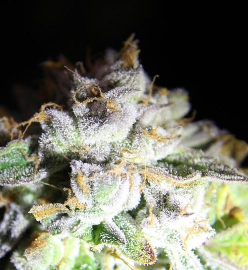 AK 47 XL fem Divine Seeds. Week 10