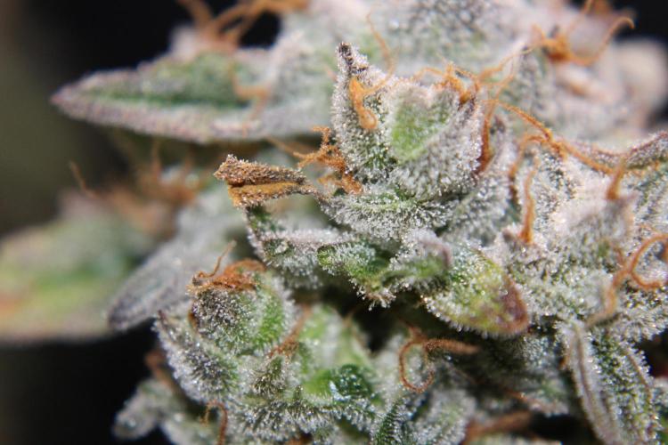 AK 47 XL fem Divine Seeds. Week 10