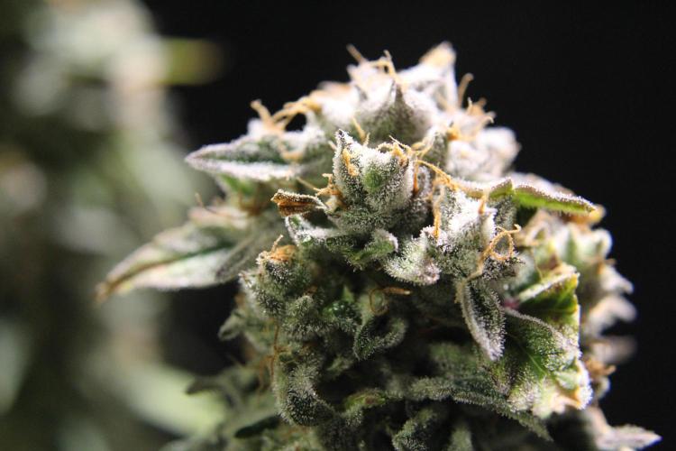 AK 47 XL fem Divine Seeds. Week 10