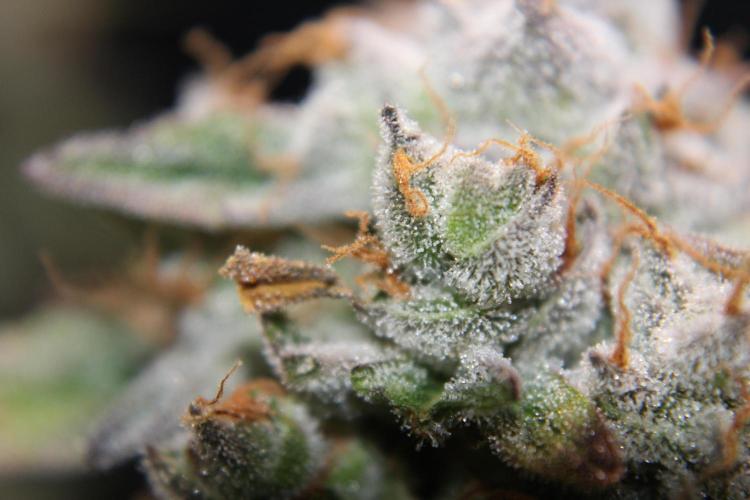 AK 47 XL fem Divine Seeds. Week 10