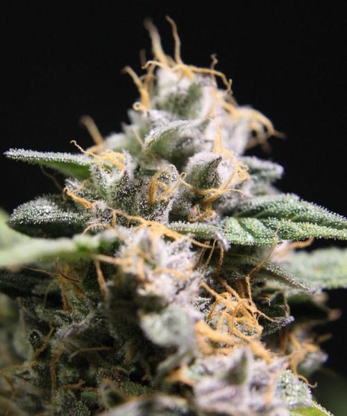 AK 47 XL fem Divine Seeds. Week 10