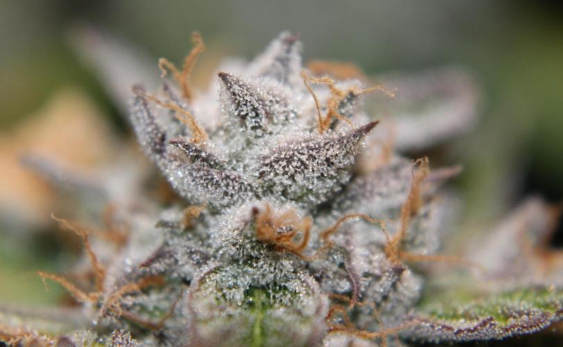 AK 47 XL fem Divine Seeds. Week 10