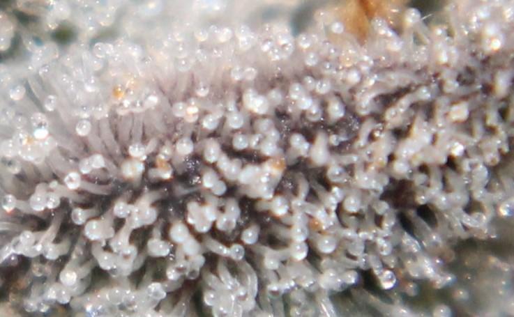 AK 47 XL fem Divine Seeds. Week 10