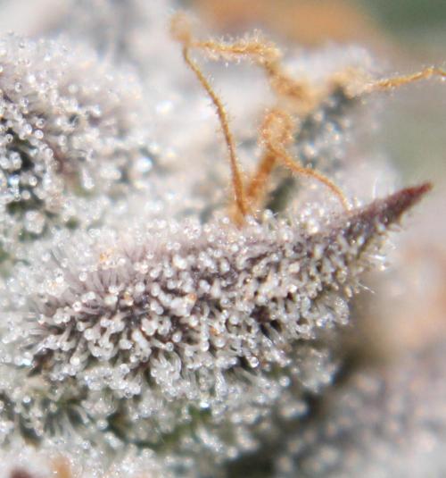 AK 47 XL fem Divine Seeds. Week 10