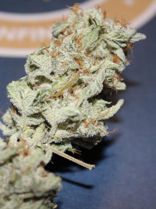 AK 47 XL fem Divine Seeds. Week 10