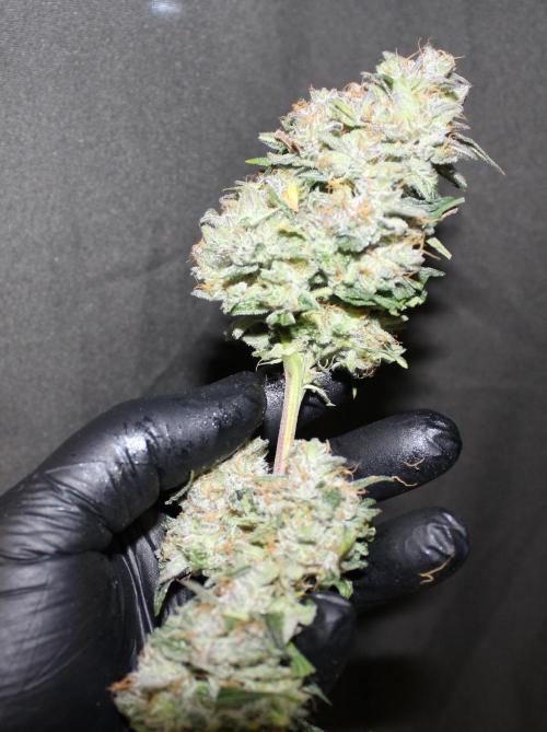 AK 47 XL fem Divine Seeds. Week 10