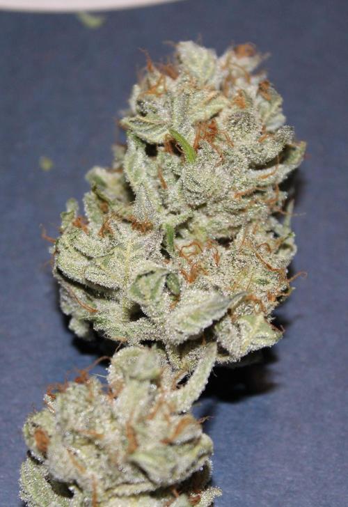 AK 47 XL fem Divine Seeds. Week 10