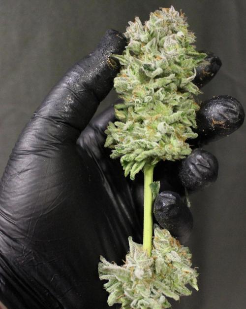 AK 47 XL fem Divine Seeds. Week 10