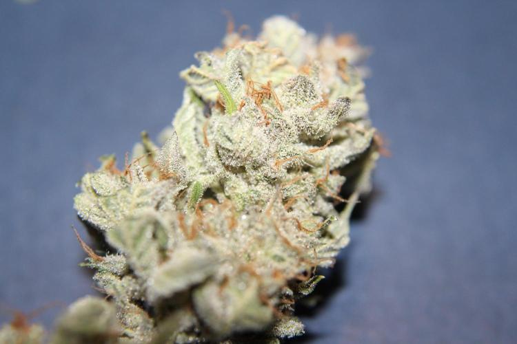 AK 47 XL fem Divine Seeds. Week 10