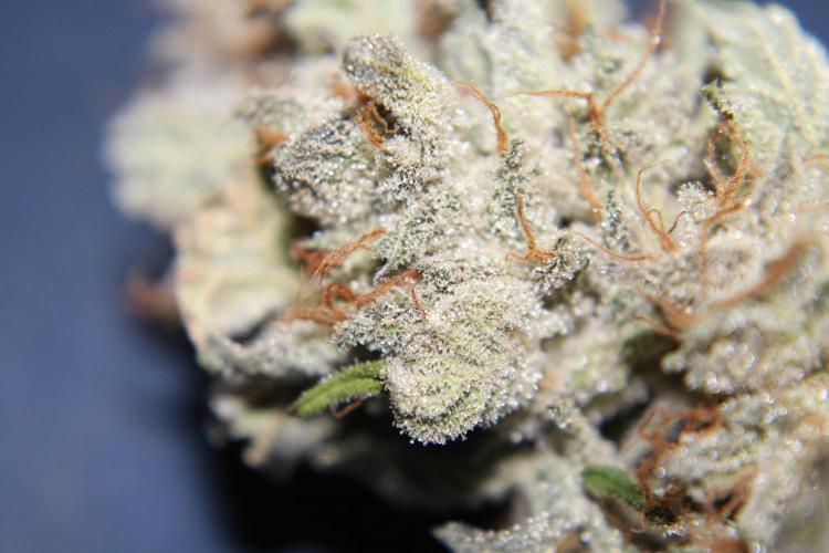 AK 47 XL fem Divine Seeds. Week 10