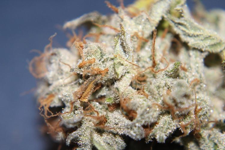 AK 47 XL fem Divine Seeds. Week 10