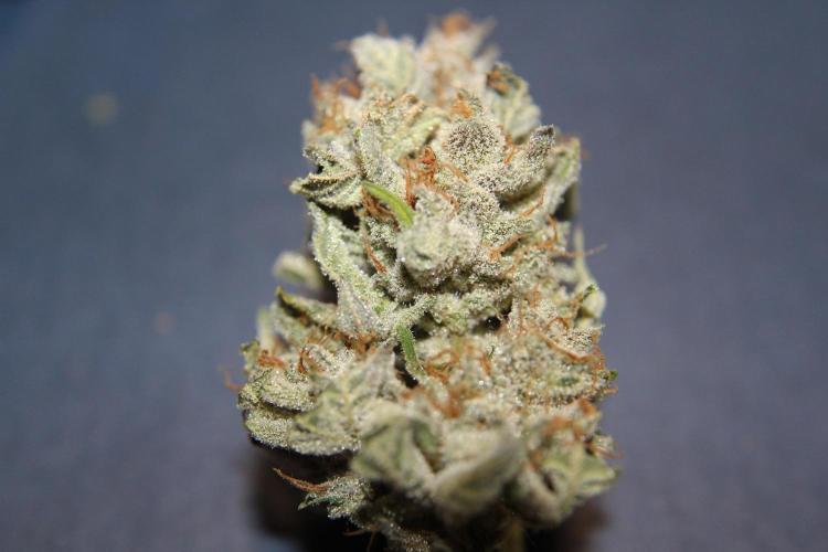 AK 47 XL fem Divine Seeds. Week 10