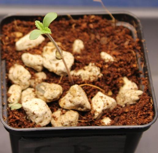 Vegan cooking. Week 0