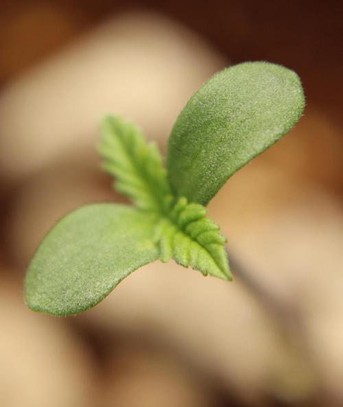 Vegan cooking. Week 0