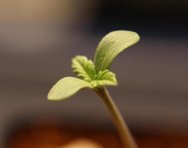 Vegan cooking. Week 0