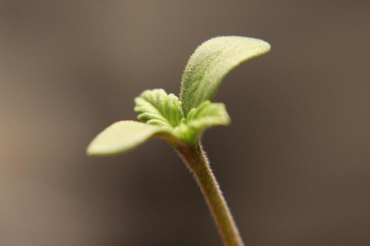 Vegan cooking. Week 0