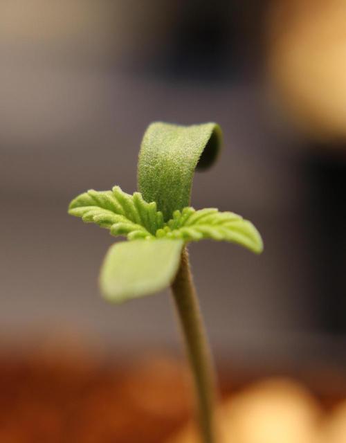 Vegan cooking. Week 0