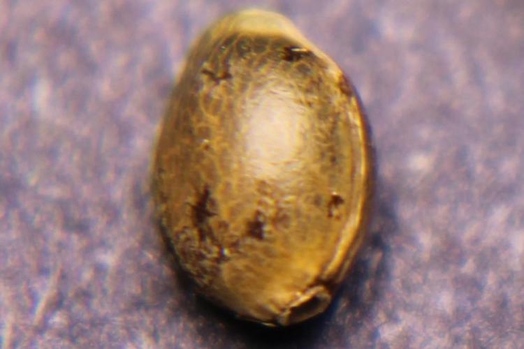 Vegan cooking. Week 0