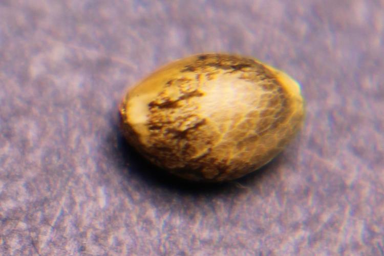 Divine Rapier. Week 0