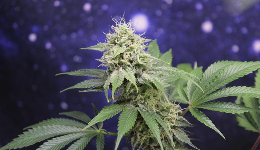 Vegan cooking. Week 13